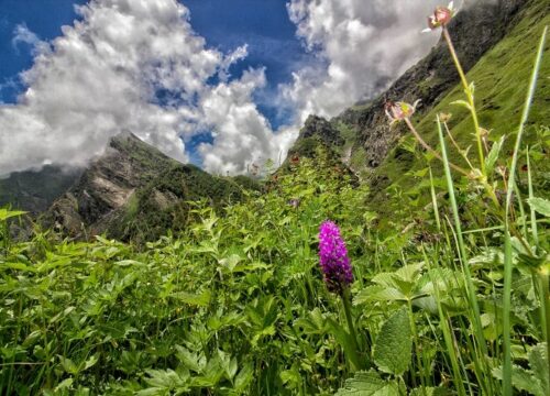 Valley of Flowers Trek