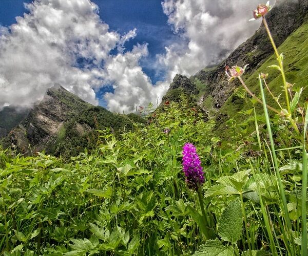 valley of flowers
